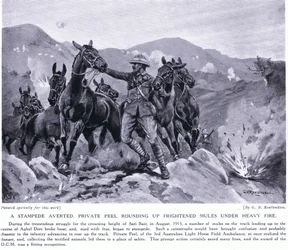 Stampede averted Private Peel rounding up frightened mules at Sari Bair August 1915